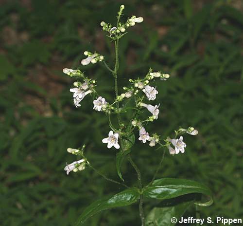 beardtongue (Penstemon)
