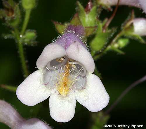 Southern Beardtongue (Penstemon australis)