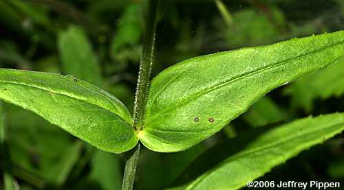 Southern Beardtongue (Penstemon australis)