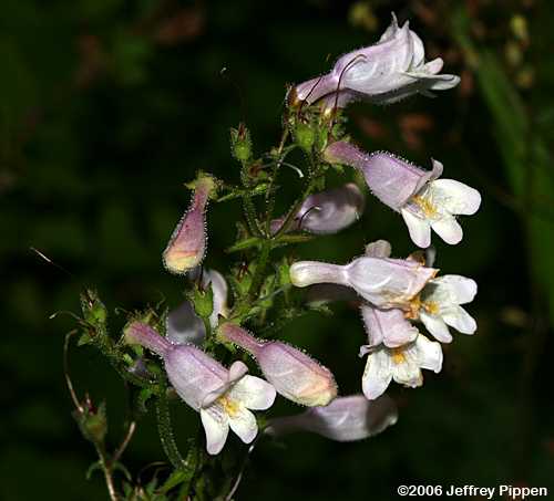 Southern Beardtongue (Penstemon australis)