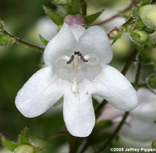 Foxglove Beardtongue, Tall White Penstemon, Talus Slope Penstemon (Penstemon digitalis)