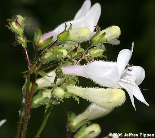 Foxglove Beardtongue, Tall White Penstemon, Talus Slope Penstemon (Penstemon digitalis)
