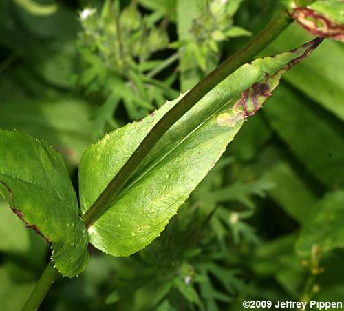 Foxglove Beardtongue, Tall White Penstemon, Talus Slope Penstemon (Penstemon digitalis)