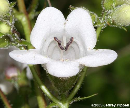 Foxglove Beardtongue, Tall White Penstemon, Talus Slope Penstemon (Penstemon digitalis)