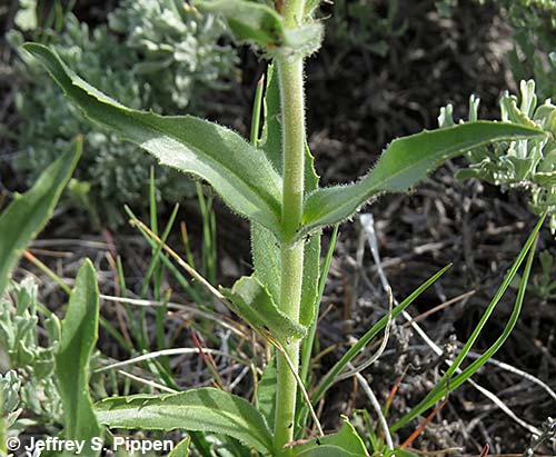 Fuzzytongue Penstemon, Crested Beardtongue (Penstemon eriantherus)