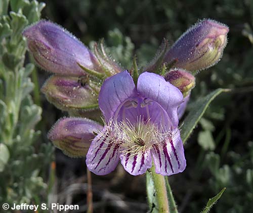 Fuzzytongue Penstemon, Crested Beardtongue (Penstemon eriantherus)