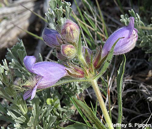 Fuzzytongue Penstemon, Crested Beardtongue (Penstemon eriantherus)