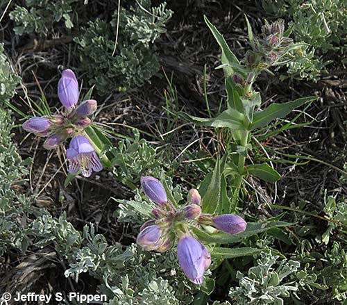 Fuzzytongue Penstemon, Crested Beardtongue (Penstemon eriantherus)