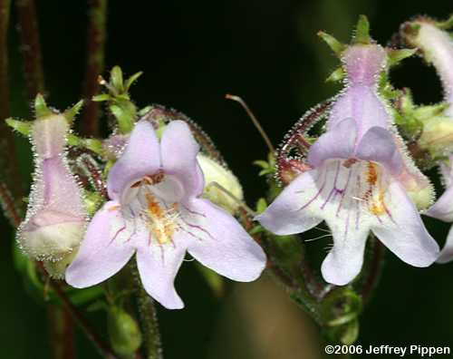 Eastern Smooth Beardtongue (Penstemon laevigatum)