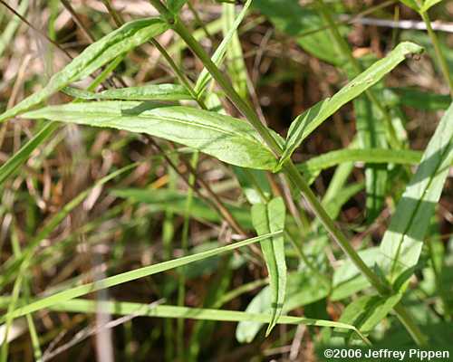 Eastern Smooth Beardtongue (Penstemon laevigatum)
