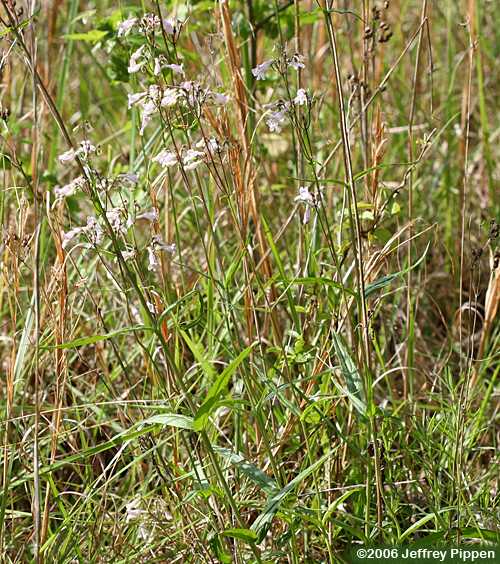 Eastern Smooth Beardtongue (Penstemon laevigatum)