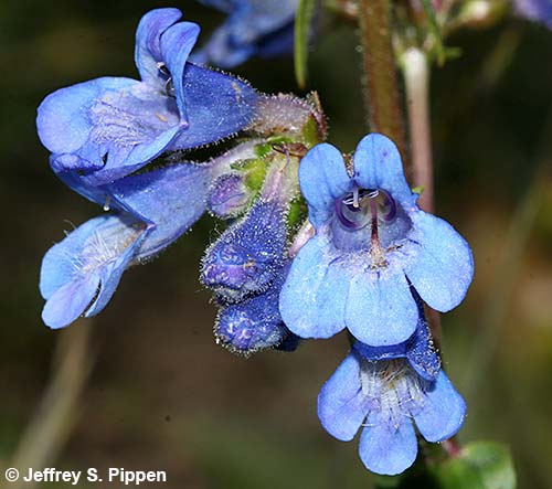 Wilcox's Beardtongue, Wilcox's Penstemon (Penstemon wilcoxii)