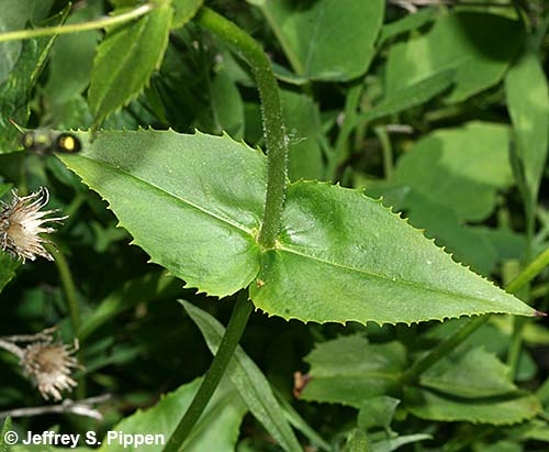 Wilcox's Beardtongue, Wilcox's Penstemon (Penstemon wilcoxii)