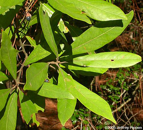 Redbay (Persea borbonia)