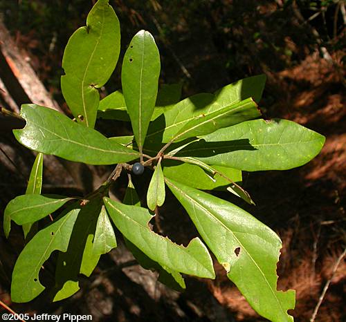 Swamp Bay (Persea palustris)