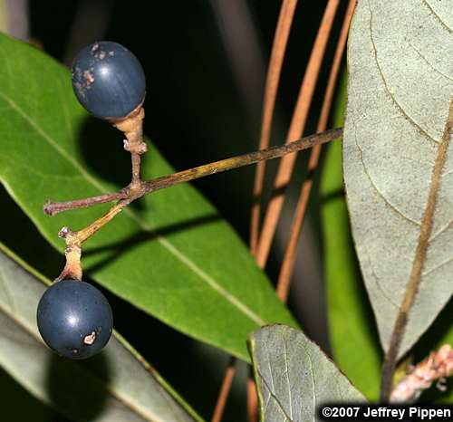 Swamp Bay (Persea palustris)