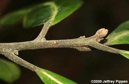 Swamp Bay (Persea palustris)