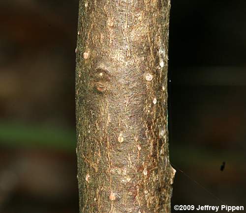 Swamp Bay (Persea palustris)