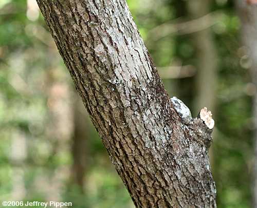 Swamp Bay (Persea palustris)