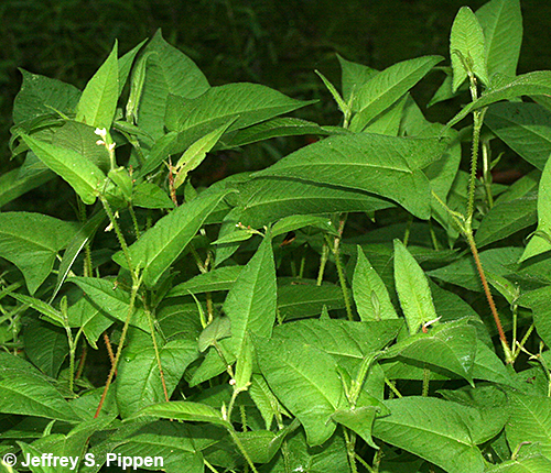 Halberdleaf Tearthumb (Persicaria arifolia, Polygonum arifolium)