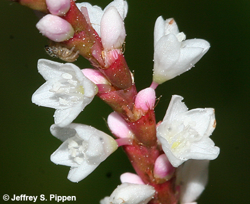 Hairy Smartweed (Persicaria hirsuta)