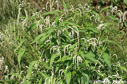 Pale Smartweed, Curlytop Smartweed (Persicaria lapathifolia)