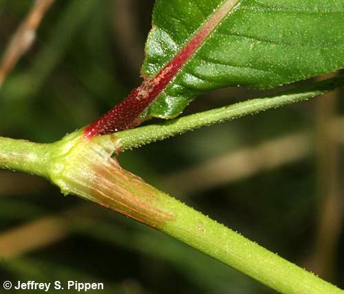 Pale Smartweed, Curlytop Smartweed (Persicaria lapathifolia)