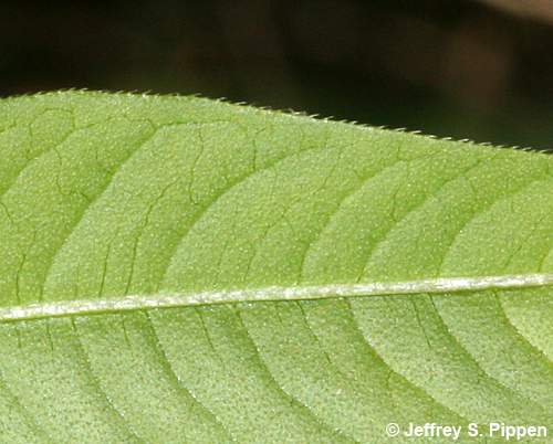 Pale Smartweed, Curlytop Smartweed (Persicaria lapathifolia)