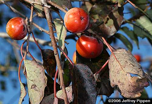 Persimmon (Diospyros virginiana)
