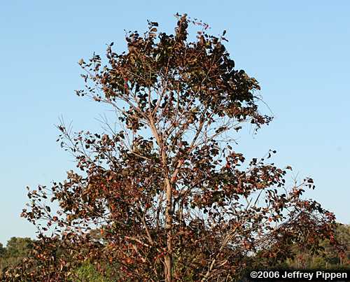 Persimmon (Diospyros virginiana)