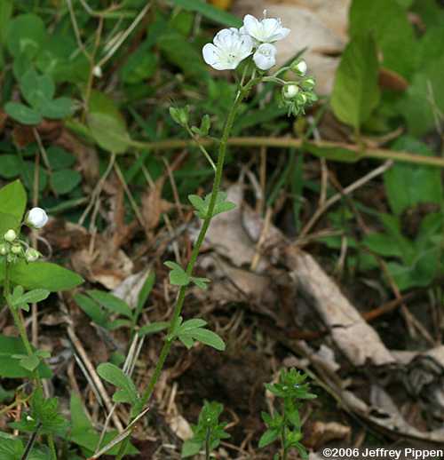 Smallflower Phacelia (Phacelia dubia)