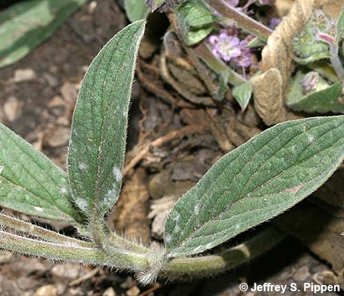 Silverleaf Scorpionweed, Silverleaf Phacelia (Phacelia hastata)