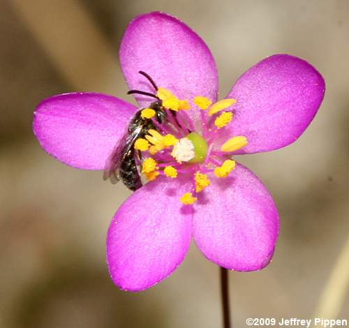 Appalachian Rock-pink (Phemeranthus teretifolius)