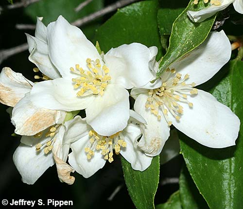 Lewis' Mock Orange (Philadelphus lewisii)