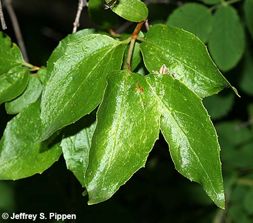 Lewis' Mock Orange (Philadelphus lewisii)