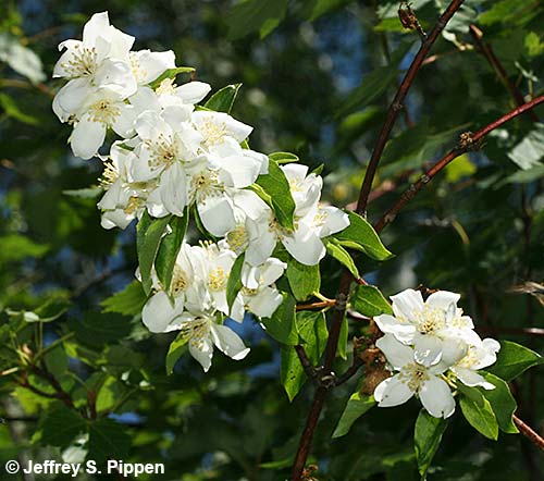 Lewis' Mock Orange (Philadelphus lewisii)