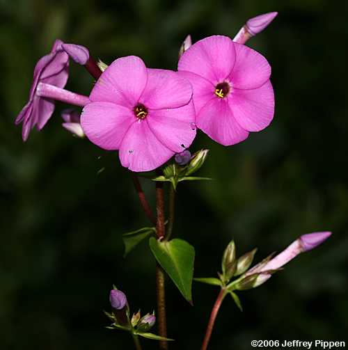 Carolina Phlox (Phlox carolina)