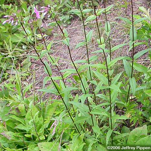 Carolina Phlox (Phlox carolina)