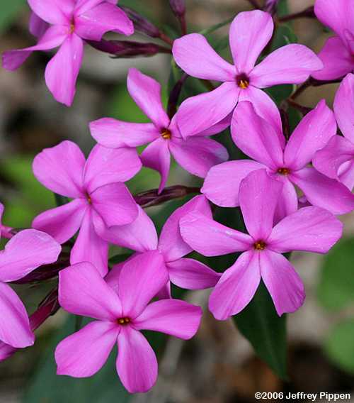 Smooth Phlox (Phlox glaberrima)