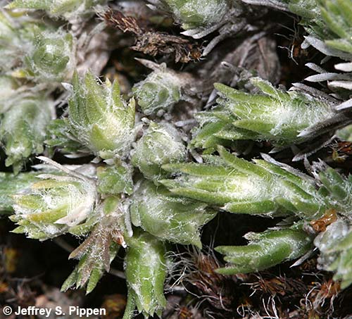 Spiny Phlox, Carpet Phlox (Phlox hoodii)