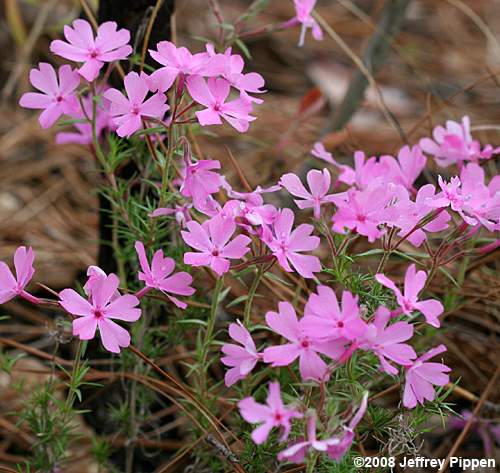 Trailing Phlox (Phlox nivalis)