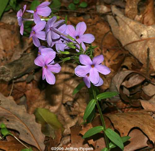 Creeping Phlox (Phlox stolonifera)
