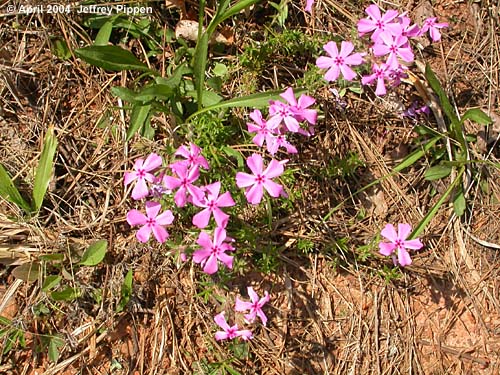 Phlox nivalis