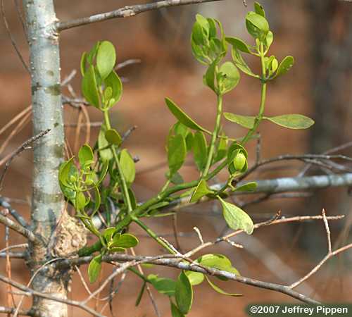 Oak Mistletoe (Phoradendron leucarpum)