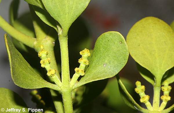 Oak Mistletoe, American Mistletoe (Phoradendron leucarpum)