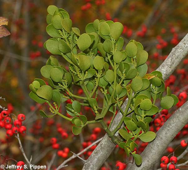 Oak Mistletoe, American Mistletoe (Phoradendron leucarpum)