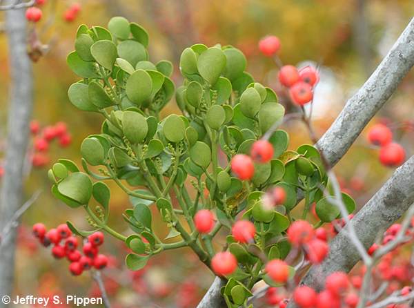 Oak Mistletoe, American Mistletoe (Phoradendron leucarpum)