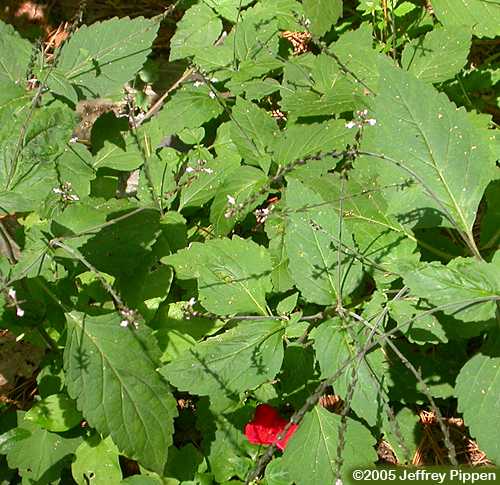 American Lopseed (Phryma leptostachya)