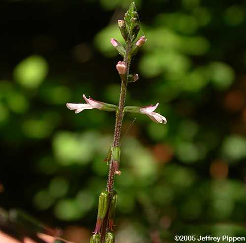 American Lopseed (Phryma leptostachya)