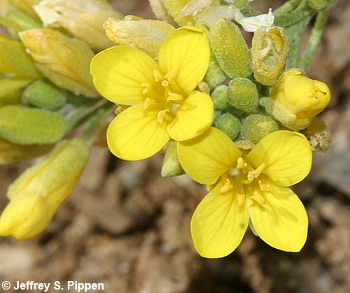 Geyer's Twinpod (Physaria geyeria)
